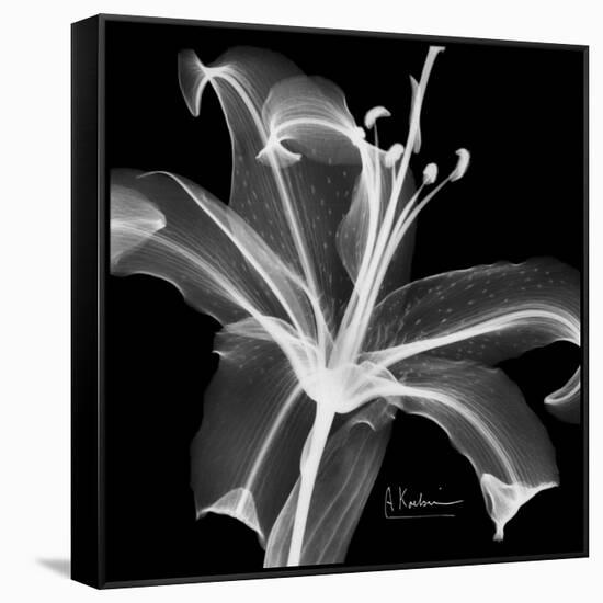 Xray Lily-Albert Koetsier-Framed Stretched Canvas