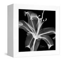 Xray Lily-Albert Koetsier-Framed Stretched Canvas