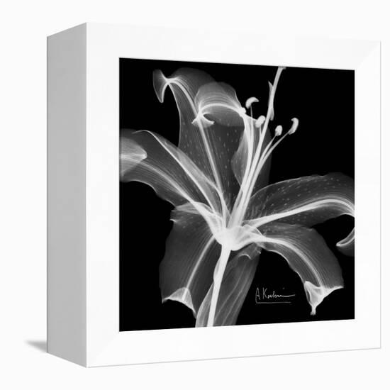 Xray Lily-Albert Koetsier-Framed Stretched Canvas