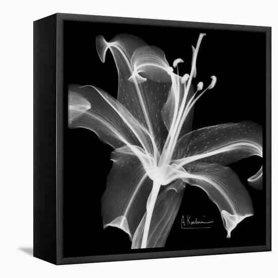 Xray Lily-Albert Koetsier-Framed Stretched Canvas