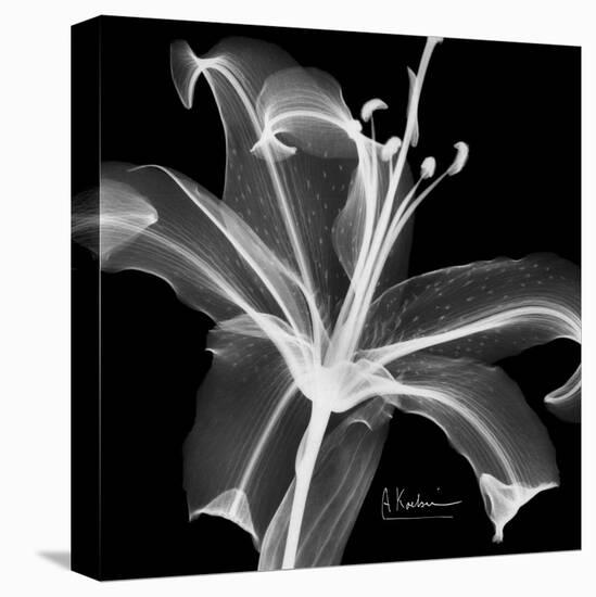 Xray Lily-Albert Koetsier-Stretched Canvas