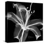 Xray Lily-Albert Koetsier-Stretched Canvas