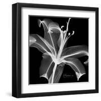 Xray Lily-Albert Koetsier-Framed Art Print