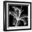 Xray Lily-Albert Koetsier-Framed Art Print