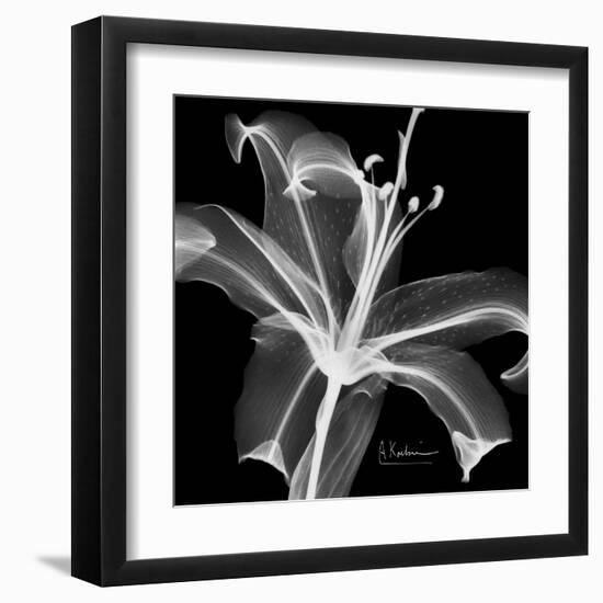 Xray Lily-Albert Koetsier-Framed Art Print