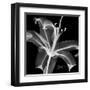 Xray Lily-Albert Koetsier-Framed Art Print