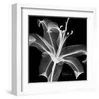 Xray Lily-Albert Koetsier-Framed Art Print