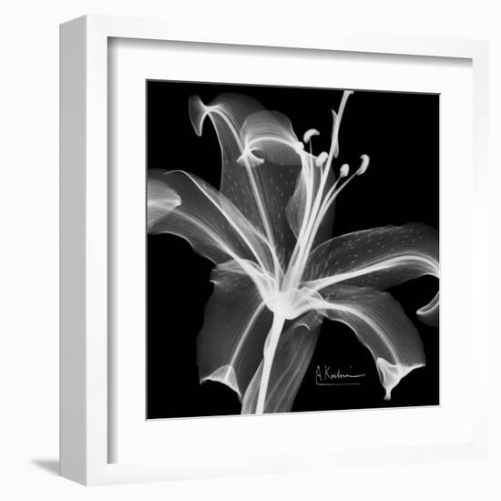 Xray Lily-Albert Koetsier-Framed Art Print