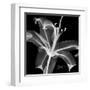 Xray Lily-Albert Koetsier-Framed Art Print