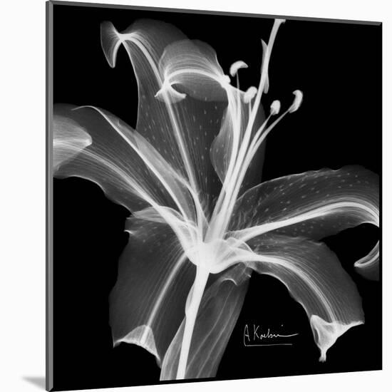 Xray Lily-Albert Koetsier-Mounted Art Print