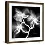 Xray Orchid-Albert Koetsier-Framed Premium Giclee Print