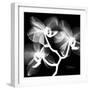 Xray Orchid-Albert Koetsier-Framed Premium Giclee Print