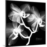 Xray Orchid-Albert Koetsier-Mounted Premium Giclee Print