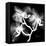 Xray Orchid-Albert Koetsier-Framed Stretched Canvas