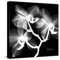 Xray Orchid-Albert Koetsier-Stretched Canvas