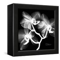 Xray Orchid-Albert Koetsier-Framed Stretched Canvas