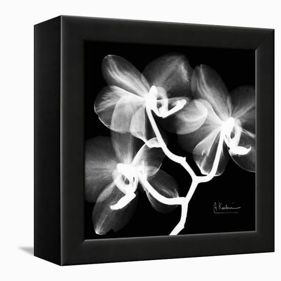 Xray Orchid-Albert Koetsier-Framed Stretched Canvas