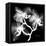 Xray Orchid-Albert Koetsier-Framed Stretched Canvas