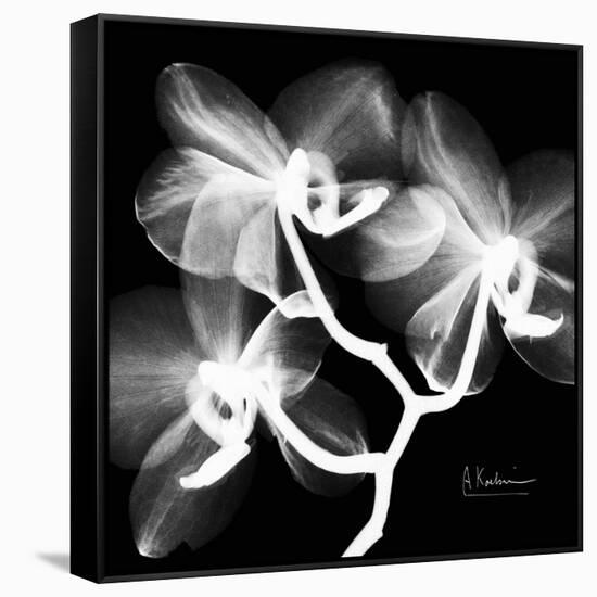 Xray Orchid-Albert Koetsier-Framed Stretched Canvas