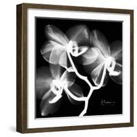 Xray Orchid-Albert Koetsier-Framed Art Print