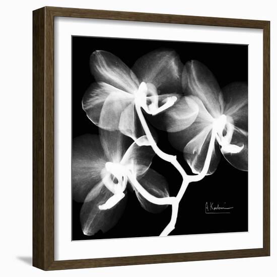 Xray Orchid-Albert Koetsier-Framed Art Print