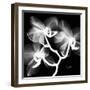 Xray Orchid-Albert Koetsier-Framed Art Print