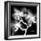 Xray Orchid-Albert Koetsier-Framed Art Print