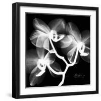 Xray Orchid-Albert Koetsier-Framed Art Print