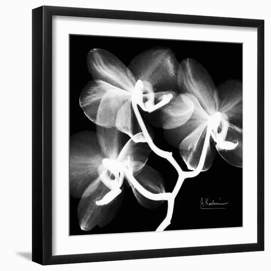 Xray Orchid-Albert Koetsier-Framed Art Print