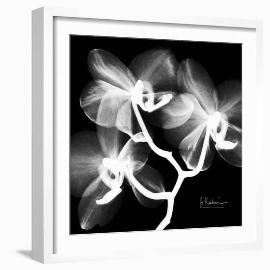 Xray Orchid-Albert Koetsier-Framed Art Print