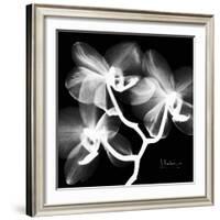 Xray Orchid-Albert Koetsier-Framed Art Print