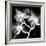 Xray Orchid-Albert Koetsier-Framed Art Print