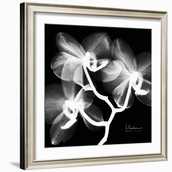 Xray Orchid-Albert Koetsier-Framed Art Print