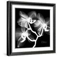 Xray Orchid-Albert Koetsier-Framed Art Print