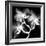 Xray Orchid-Albert Koetsier-Framed Art Print