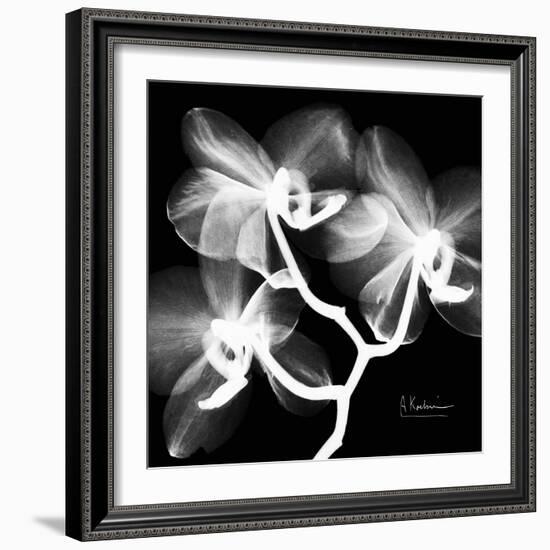 Xray Orchid-Albert Koetsier-Framed Art Print