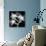 Xray Orchid-Albert Koetsier-Premium Giclee Print displayed on a wall