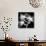 Xray Orchid-Albert Koetsier-Premium Giclee Print displayed on a wall