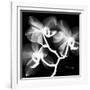 Xray Orchid-Albert Koetsier-Framed Premium Giclee Print