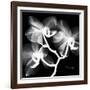 Xray Orchid-Albert Koetsier-Framed Premium Giclee Print