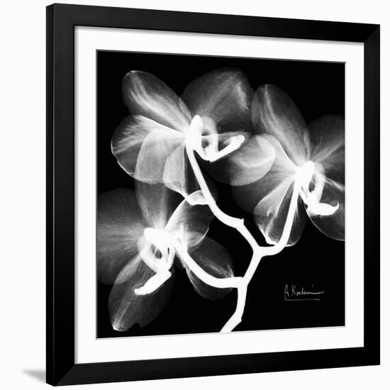 Xray Orchid-Albert Koetsier-Framed Premium Giclee Print