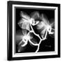 Xray Orchid-Albert Koetsier-Framed Premium Giclee Print