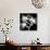 Xray Orchid-Albert Koetsier-Mounted Premium Giclee Print displayed on a wall