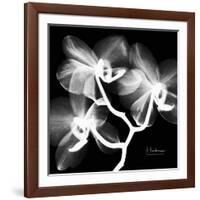 Xray Orchid-Albert Koetsier-Framed Art Print