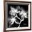 Xray Orchid-Albert Koetsier-Framed Art Print