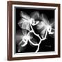 Xray Orchid-Albert Koetsier-Framed Art Print