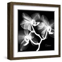 Xray Orchid-Albert Koetsier-Framed Art Print