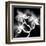 Xray Orchid-Albert Koetsier-Framed Art Print