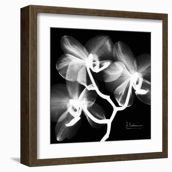 Xray Orchid-Albert Koetsier-Framed Art Print