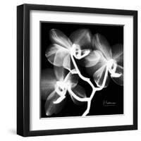 Xray Orchid-Albert Koetsier-Framed Art Print